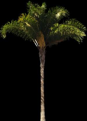 tree, palm, Syagrus romanzoffiana