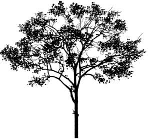 tree, young, silhouette