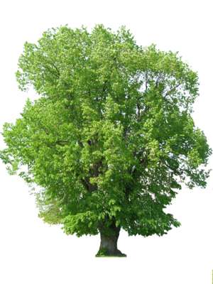 tree, large, thick