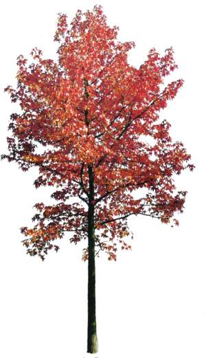 tree, autumn, red