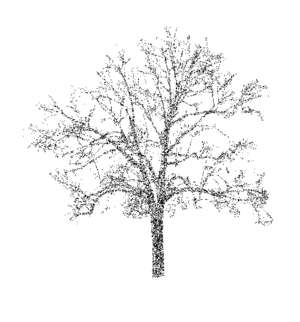 Baum, Gemeine Platane, Platanus hispanica
