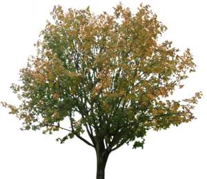 Baum, Herbst, rund