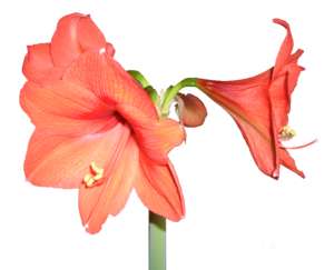 Blume, Amaryllis