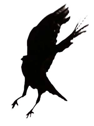 bird, flying, silhouette