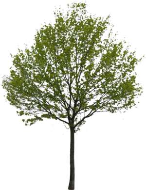 Baum, Ahorn, Acer