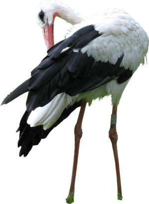 bird, stork, cleaning itself