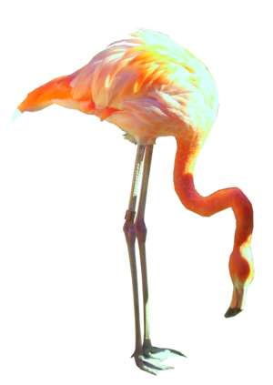 Flamingo, Phoenicopteriformes, Phoenicopteridae, stehend