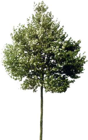 tree, plane tree, Platanus