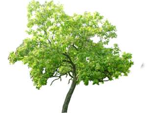 Baum, Trompetenbaum, Catalpa bignonioides