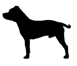 Hund, American Staffordshire Terrier, stehend