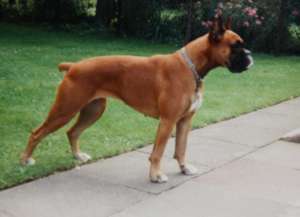 dog, Great Dane, standing