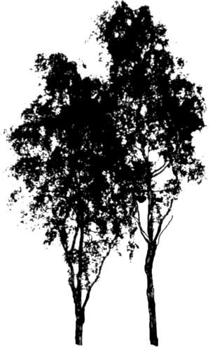 tree, birch, silhouette