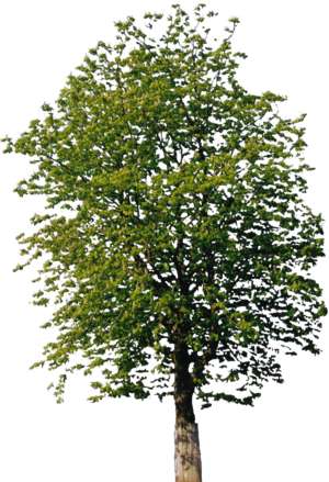 tree, summer, large