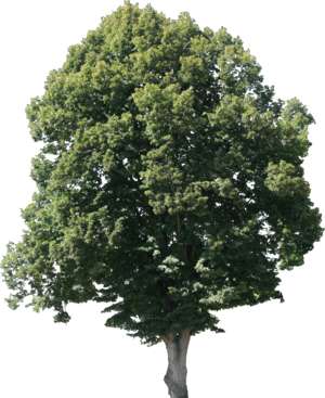 Eiche (Baum)