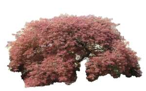 Downy Japanese Maple (Acer japonicum)