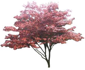 Downy Japanese Maple, red colored