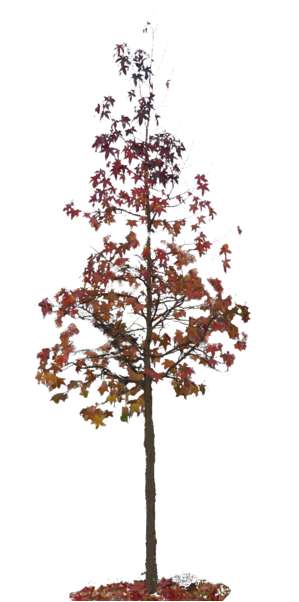 Eisenholzbaum, klein, Herbstfärbung
