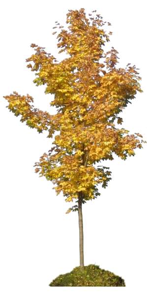 Spitzahorn in Herbstfärbung