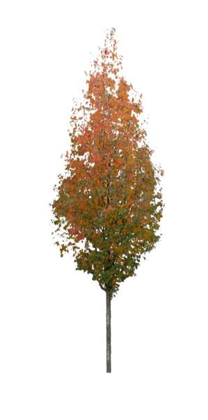 common pear, autumn  colors