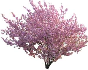 flowering  cherry, large shrub
