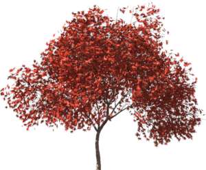 Baum, rot - 3D Rendering - weißer Hintergrund