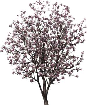 Magnolia tree - 3D rendered