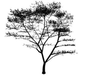 Tree for elevation black&white