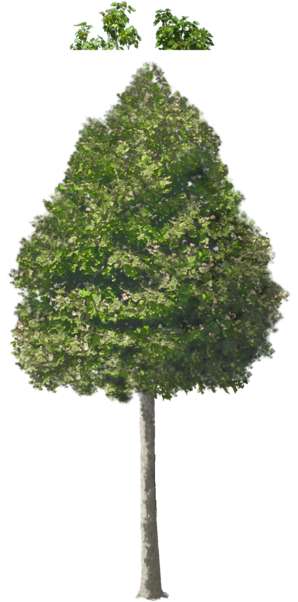Ahorn Baum, Hochstamm