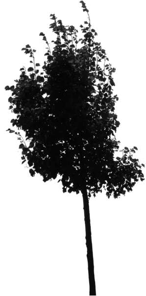 gray-scale tree