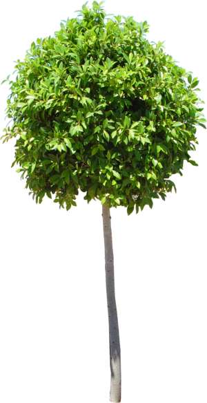 Laurel tree spherical