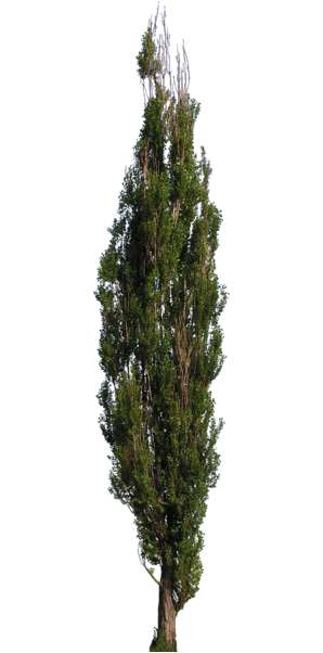 Schwarz-Pappel - Populus nigra 