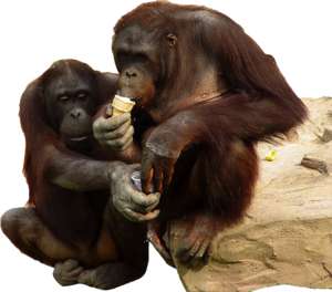 2 apes, monkeys, sitting