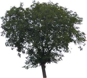 large deciduous tree