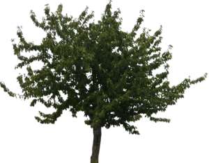 deciduous tree, similar to cherry
