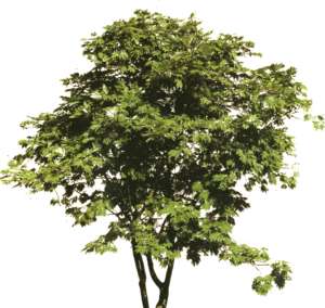 Acer ornamental shrub in summer