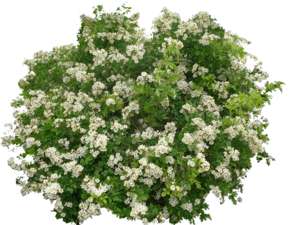Bush with white blossoms