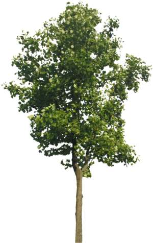 Ahorn Baum