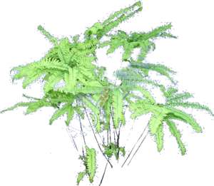 Adiantum - maidenhair fern