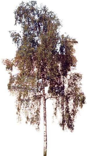 tree, birch, betula