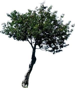 Kleiner Baum
