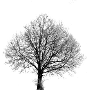 Winterbaum ohne Blätter