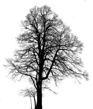 Winter Tree without leaves