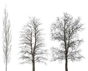 Trees without leafs