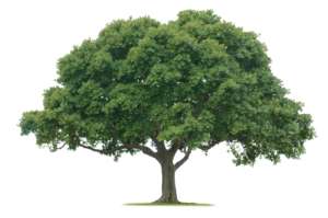 Ausladender Baum