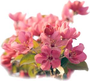 Kirschblüten rosa