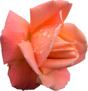 salmon-colored rose