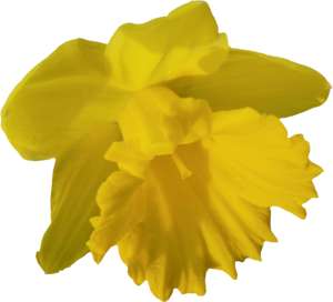 Daffodil hanging