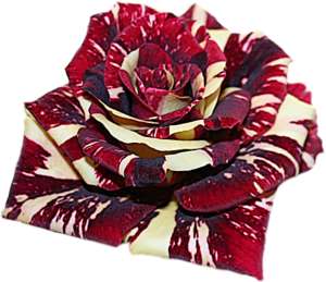 red-white blotty rose