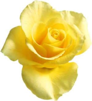 yellow tea rose 2
