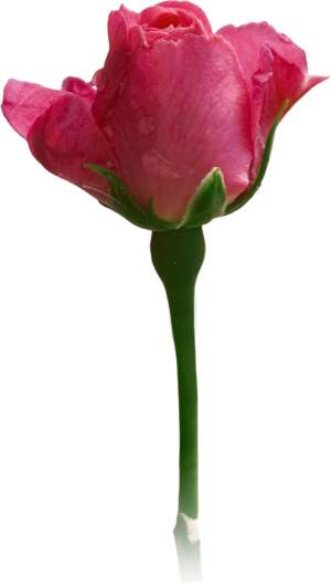 pink rose, just opening